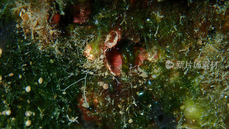 爱琴海海底大型绿藻或大型绿藻Valonia macrophysa